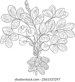 Peanut Plant Isolated Outline Illustration