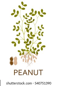 Peanut Plant With Leaves, Stem And Roots. Vector Illustration.