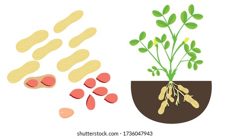 peanut plant and peanuts and shells vector ground nut flat illustration