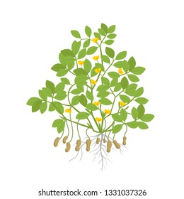 Peanut plant. Plant with roots and tubers flowers and leaves. Legumes nut. Vector illustration. Arachis hypogaea. Also known as the groundnut, goober or monkey nut.