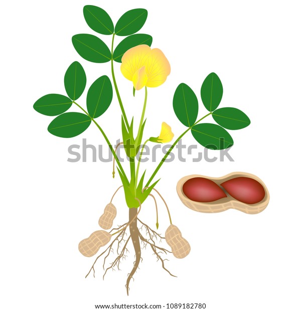 Peanut Plant Seeds Isolated On White Stock Vector (Royalty Free ...