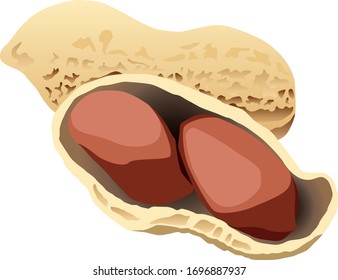 ilustración vectorial realista de cacahuetes aislada