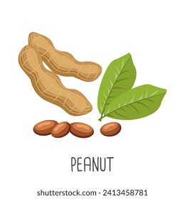 Peanut seeds and peanut plant. Peanuts in pods. Food illustration, vector