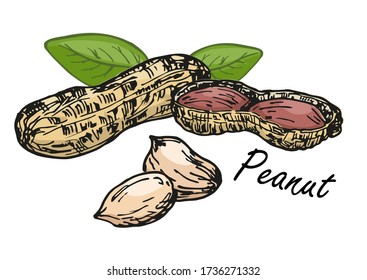 Juego de maní. Esbozo de color de las nueces. Ilustración vectorial dibujada a mano. Aislado sobre fondo blanco. Estilo retro.