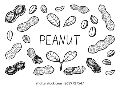 Peanut set. Hand drawn doodle vector. Fresh bean nut. Natural food. Organic ingredient in shell. Roasted kernels. Agricultural plant. Farm product. Illustration line art elements collection.