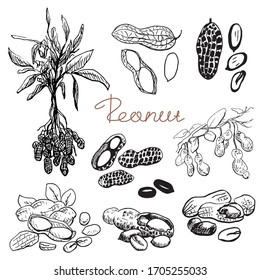 Peanut set. Hand drawn sketch. Graphic illustration. Black and white collection isolated elements