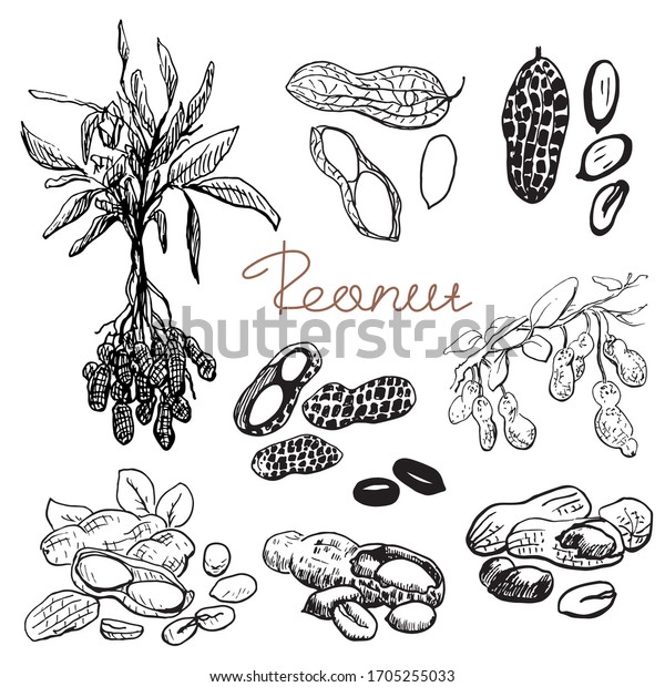 Peanut Set Hand Drawn Sketch Graphic Stock Vector (Royalty Free ...