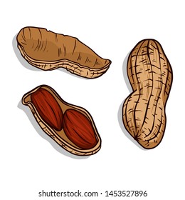 Peanut set. Hand drawn vector illustration. Color illustration of nuts.