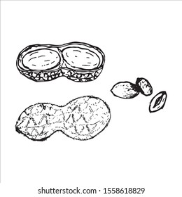 Peanut set. Ink sketch of nuts.