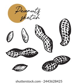 Peanut set. Ink sketch of nuts. Hand drawn vector illustration. Isolated on white background. Retro style.