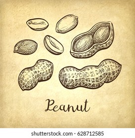 Peanut set. Ink sketch of nuts. Hand drawn vector illustration. Old paper background. Retro style.