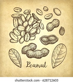 Peanut set. Ink sketch of nuts. Hand drawn vector illustration. Old paper background. Retro style.