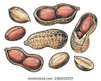 Peanut set isolated. Food nuts. Hand drawn vector illustration