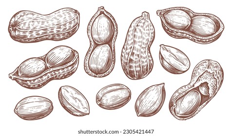 Peanut set isolated. Groundnuts sketch vector illustration. Hand drawn nuts in vintage engraving style