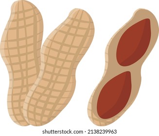 Peanut in shell, illustration, vector on a white background.