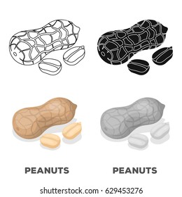 Peanut in the shell.Different kinds of nuts single icon in cartoon style vector symbol stock illustration.