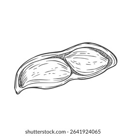 Peanut sketch hand drawn illustration isolated on white background - stock vector