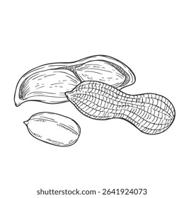 Peanut sketch hand drawn illustration isolated on white background - stock vector