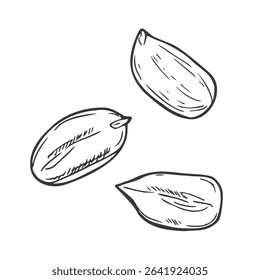 Peanut sketch set. Food concept. Nuts isolated. Hand drawn illustration