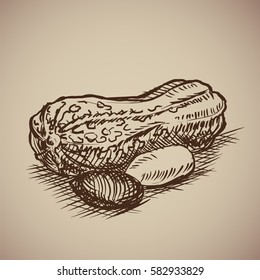 Peanut in sketch style. Vector illustration. Drawn by hand. Vintage nuts.