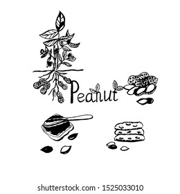 Peanut Sketch.Healthy Food.
Vector Illustration.