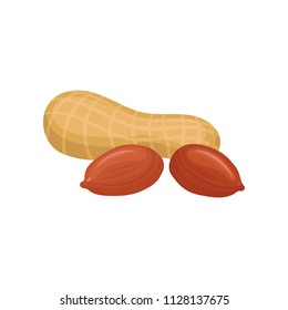 Peanut, source of edible oil vector Illustration on a white background