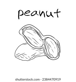 peanut vector design illustration suitable for food, symbol, sticker, template, icon 