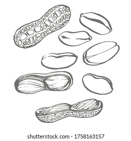 Peanut Vector Drawing Set. Isolated Hand Drawn Berry On White Background. Engraved Style Illustration.