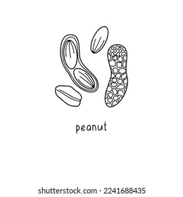 Peanut. Vector hand drawn illustration isolated on white background.