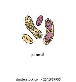 Maní. Ilustración dibujada a mano por vectores aislada en fondo blanco.