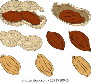 Peanut. Vector hand drawn nuts. Colored illustration with different sort of nuns.