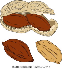 Peanut. Vector hand drawn nuts. Colored illustration with different sort of nuns.
