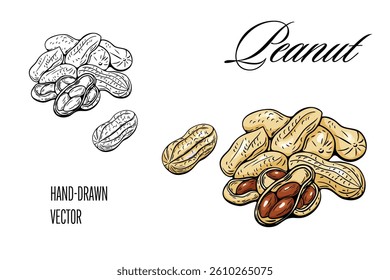 Peanut vector illustration in black outline and color styles