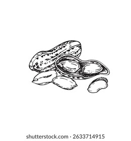 Peanut vector illustration hand drawn with ink. Black and white composition with whole and cut nuts. Template for label design