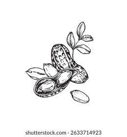 Peanut vector illustration hand drawn with ink. Black and white composition with whole and cut nuts. Template for label design