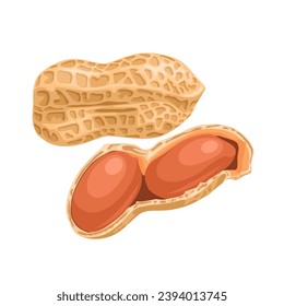 Peanut vector illustration, isolated on white background.