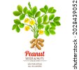 peanut plant