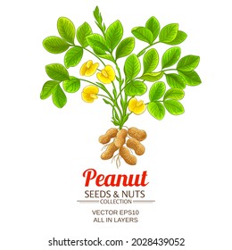 Peanut Vector Illustration On White Background