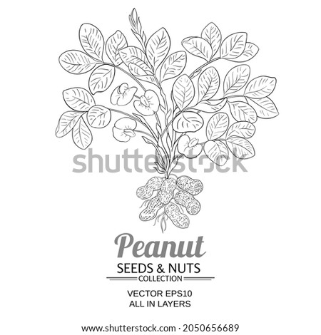 peanut vector illustration on white background