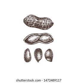 Peanut vector illustrations. Hand drawn healthy food drawing. Arachis nut sketch collection. Organic vegetarian product. Perfect for recipe, menu, label, packaging, Vintage pecan nuts set. 