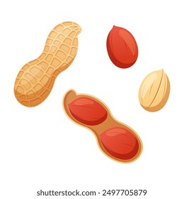 Peanut vector isolated on white background.