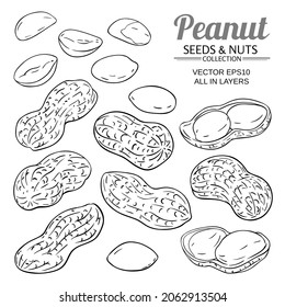 peanut vector set on white background