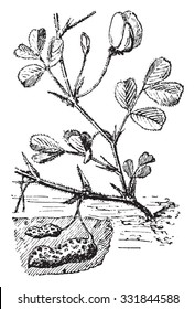 Cacahuete, ilustración vintage. Diccionario de palabras y cosas - Larive y Fleury - 1895.
