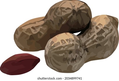 peanut with a white background