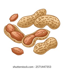 Peanut, whole and opened, vector illustration isolated on white background, eps10