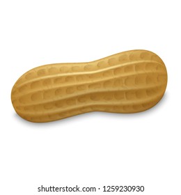 Peanut whole shell icon. Realistic illustration of peanut whole shell vector icon for web design