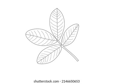 peanut(arachis hypogaea) leaf vector isolated on white background