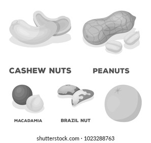 Peanuts, cashews, brazil nuts, macadamia.Different kinds of nuts set collection icons in monochrome style vector symbol stock illustration web.