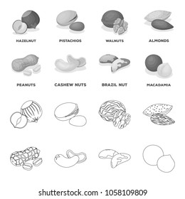 Peanuts, cashews, brazil nuts, macadamia.Different kinds of nuts set collection icons in outline,monochrome style vector symbol stock illustration web.
