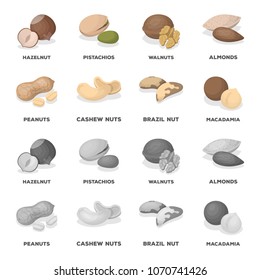Peanuts, cashews, brazil nuts, macadamia.Different kinds of nuts set collection icons in cartoon,monochrome style vector symbol stock illustration web.